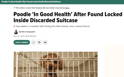 Poodle ‘In Good Health’ After Found Locked Inside Discarded Suitcase