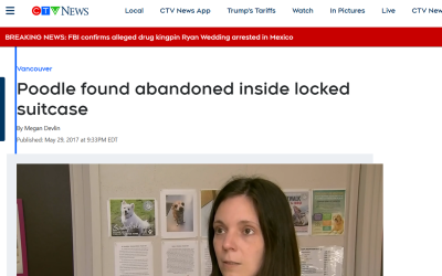 Poodle found abandoned inside locked suitcase