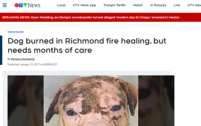 Dog burned in Richmond fire healing, but needs months of care