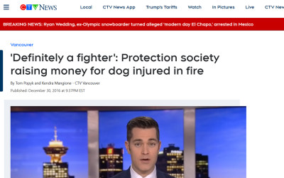 ‘Definitely a fighter’: Protection society raising money for dog injured in fire