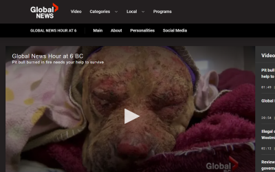 Pit bull burned in fire needs your help to survive