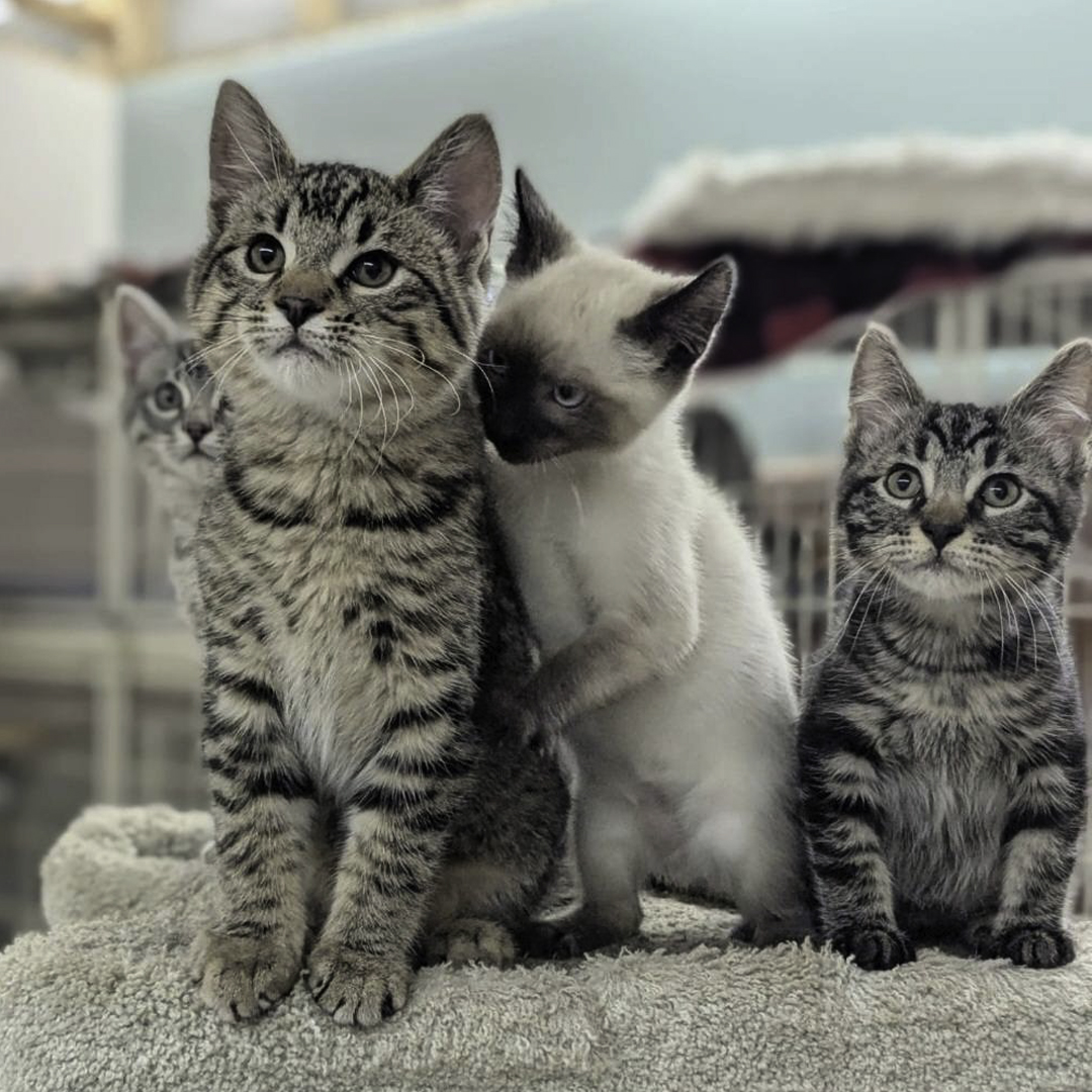 raps adoptable kittens