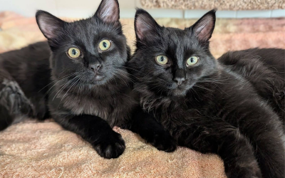 Meet Ink & Blot
