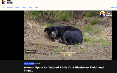 Woman Spots An Injured Pittie In A Blueberry Field, And Then…