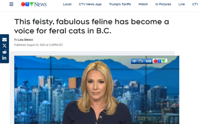 This feisty, fabulous feline has become a voice for feral cats in B.C.