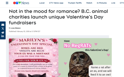 Not in the mood for romance? B.C. animal charities launch unique Valentine’s Day fundraisers