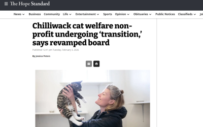 Chilliwack cat welfare non-profit undergoing ‘transition,’ says revamped board
