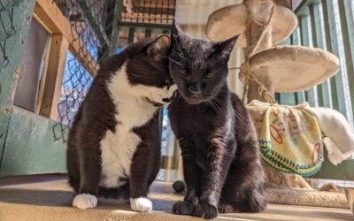 What’s more awesome than a kitten? A pair of kittens!