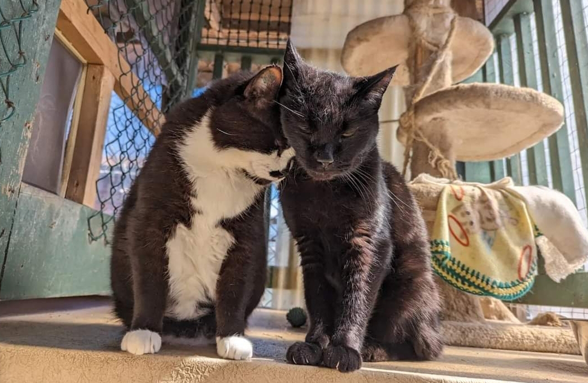 Bodhi-Pair