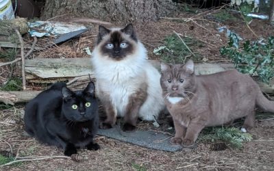 Help Us Rescue the “Commuter Colony” Cats