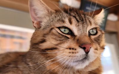 Is the Word “Unadoptable” Meaningless?