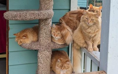 No, not all orange cats are male. But most are!