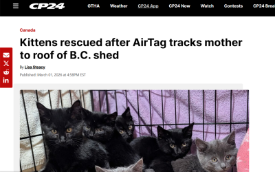 Kittens rescued after AirTag tracks mother to roof of B.C. shed