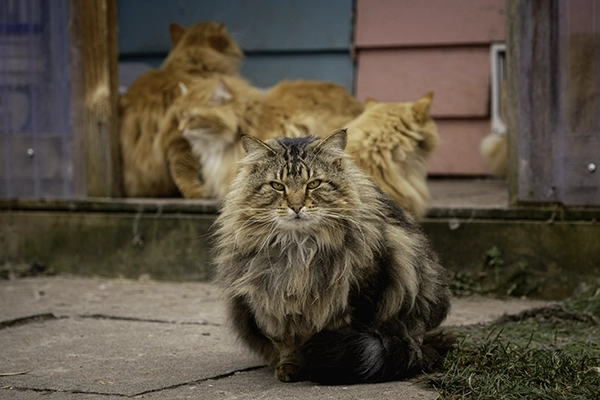visit-the-raps-cat-sanctuary