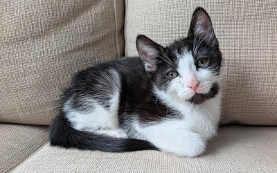 Meet Our Wobbly Cats