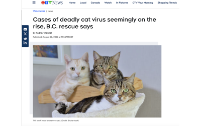 Cases of deadly cat virus seemingly on the rise, B.C. rescue says